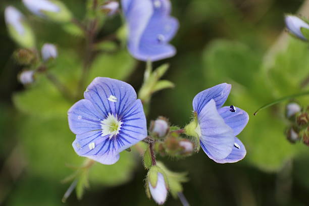 istock couple of Forget me Not 488436141