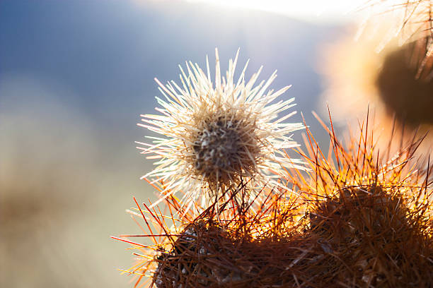 Cholla Cactus spines in the evening sun Joshua Tree Park stock photo