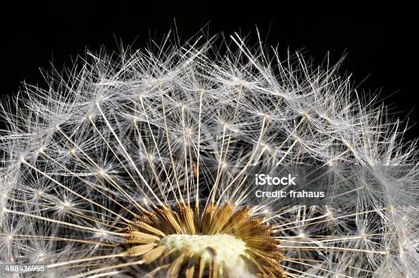 Blowball Stockfoto und mehr Bilder von Bestäubung - Bestäubung, Blüte, Einzelne Blume