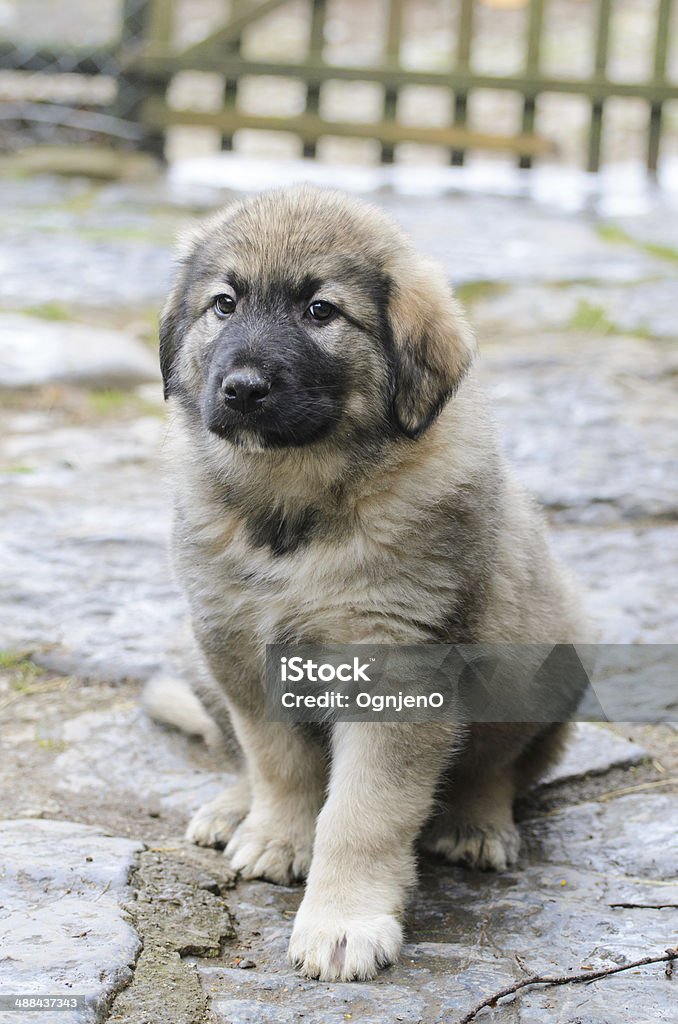 Sweet sarplaninac puppy Animal Stock Photo