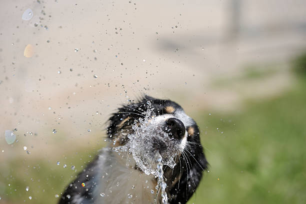 Cтоковое фото Собака, украшенный воды