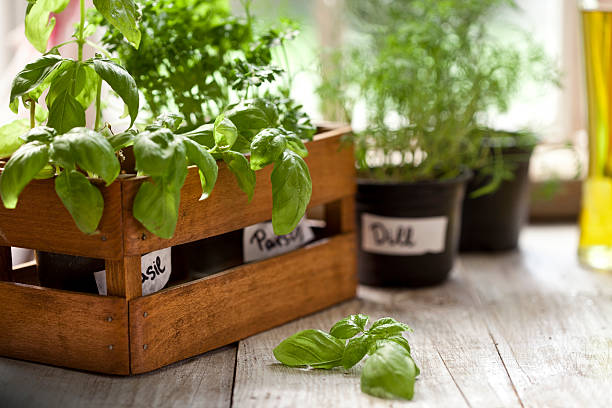 indoor recipiente vaso jardim de ervas, planta de peitoril de janela - vegies vegetable basket residential structure imagens e fotografias de stock