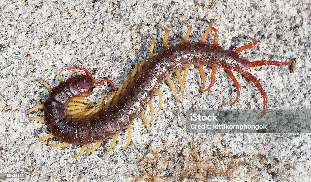 Centipede close up top view. Centipede Stock Photo