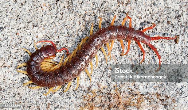 Centipede Close Up Top View Stock Photo - Download Image Now - Centipede, Animal, Animal Antenna
