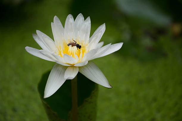 istock Bee on lotus flower,bee swarm water lily 488438364