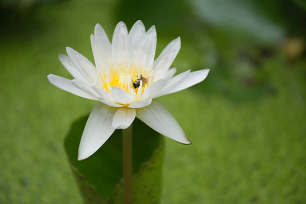 istock Bee on lotus flower,bee swarm water lily 488438414