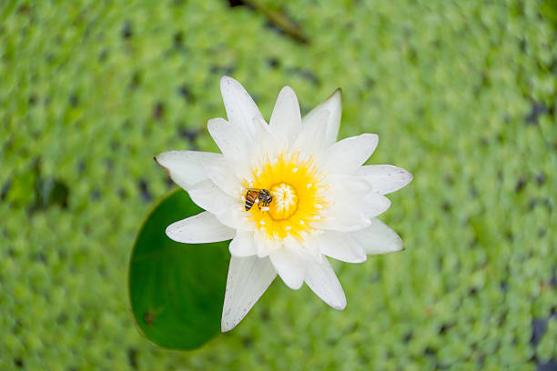 istock Bee on lotus flower,bee swarm water lily 488438472