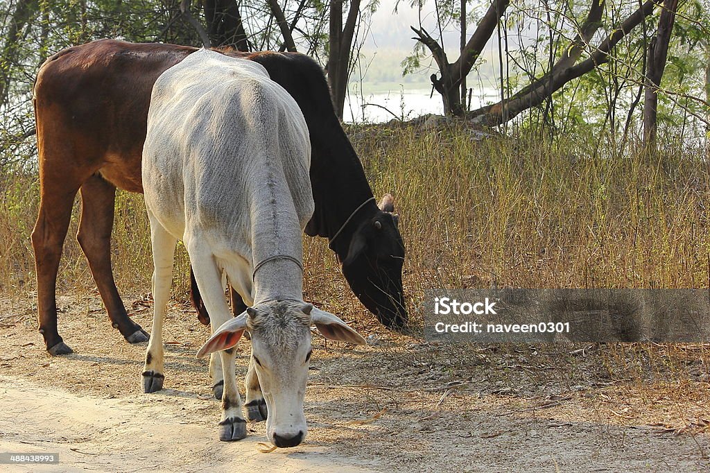 Cows Cows in forest Agricultural Field Stock Photo