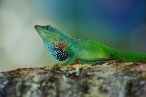 Portrait of an Asian water monitor in in front of a lake in Lumphini Park, which is a large public park in the center of Bangkok the capital of Thailand