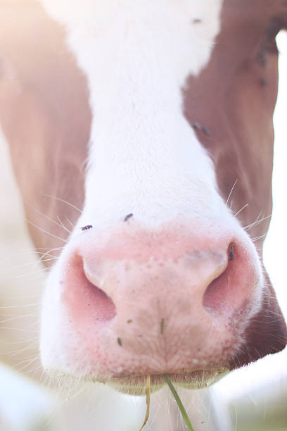 istock close up of cow nose 488439728