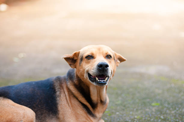White striped dog Sticking out the tongue, bared from a white background clipingpart
