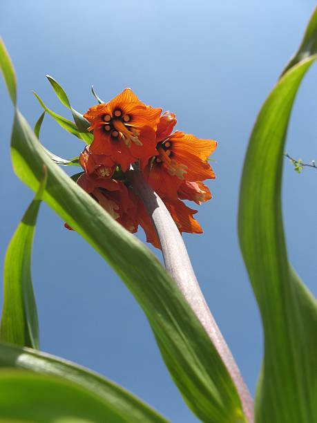 istock Orange crown imperial against blue sky 488440454