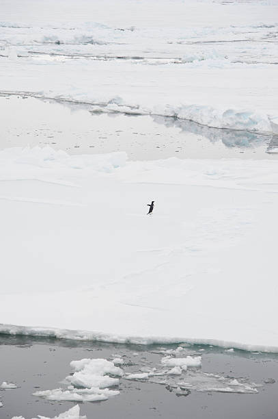 Adelie Penguin and sea ice