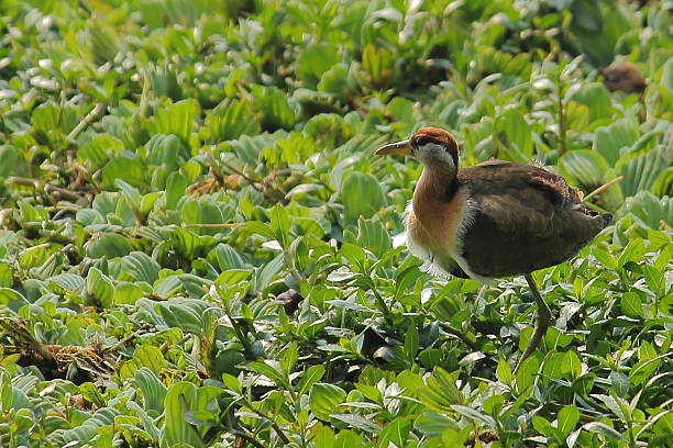 carraceiro em pássaro okhla santuário, índia. - egret water bird wildlife nature imagens e fotografias de stock