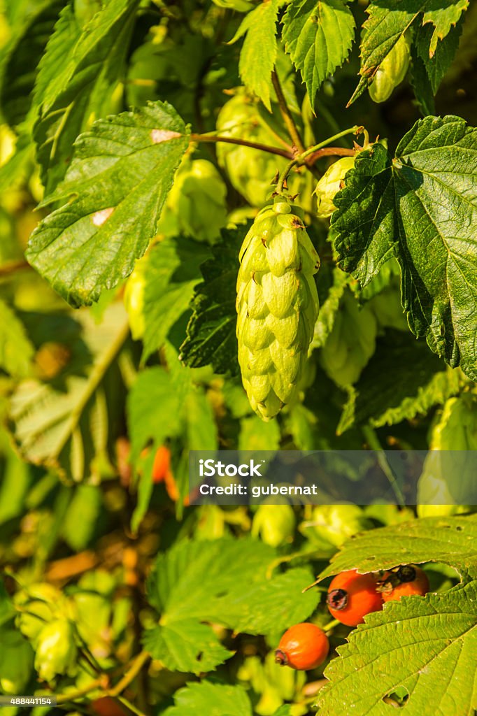 Female flower (flower bar) Humulus lupulus (common hop, hop) Flower bar (female flower) - Humulus lupulus (common hop, hop) is a species of flowering plant in the Cannabaceae family 2015 Stock Photo