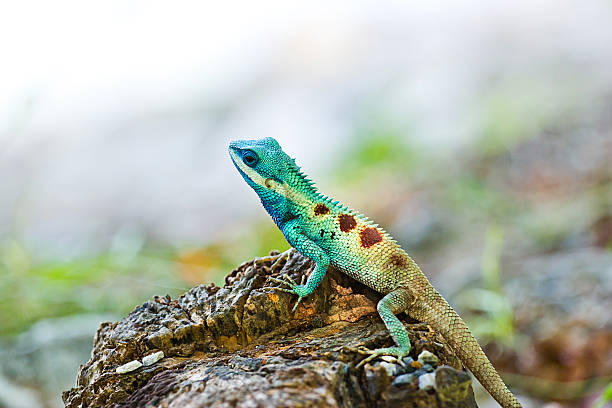 istock Blue iguana in the nature 488441187