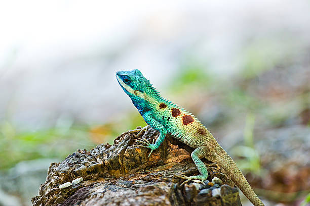 Blue iguana in the nature Blue iguana in the nature bristle animal part photos stock pictures, royalty-free photos & images