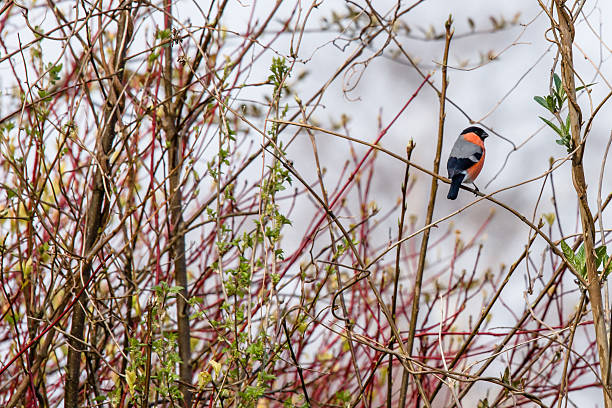 Beautiful male common bullfinch (Pyrrhula pyrrhula) perching in a white flowering hedge.