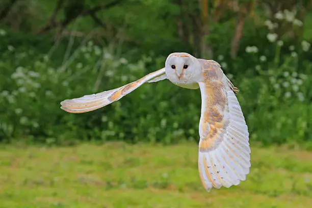 Photo of Barn Owl in flight.