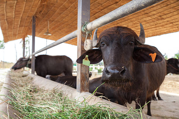 istock Dairy buffalo in farm 488442141