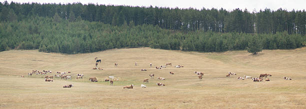 vacas en un prado - low grass hill pasture fotografías e imágenes de stock