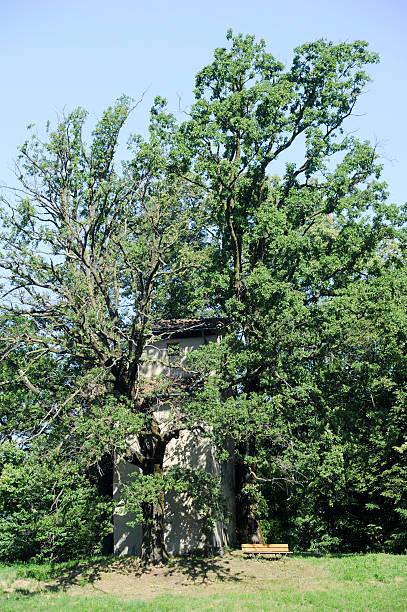 tower com uma árvore no montagnola - montagnola - fotografias e filmes do acervo