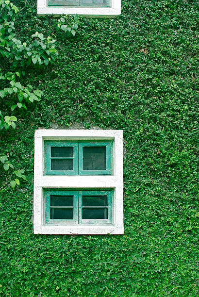 istock natural green climbing tree, plant wall with white window 488442821