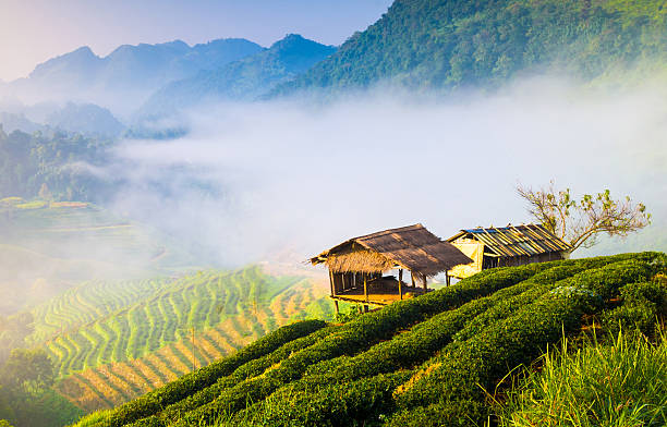 istock Panoramic view misty morning sunrise in mountain at north Thailand 488443350