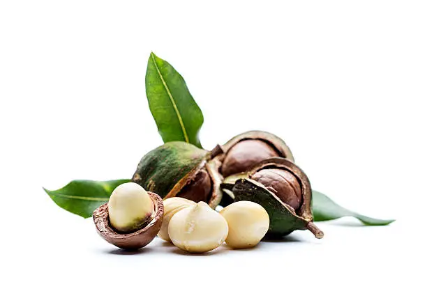 Photo of Macadamia nuts with leaves