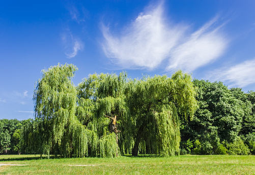 Old solitary willow among a large glade in the park in the summer on a sunny day on the background of the forest and sky with clouds