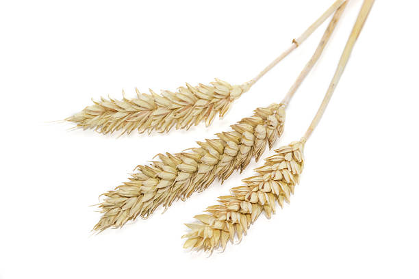 istock Three spikelets of wheat on a light background 488461028