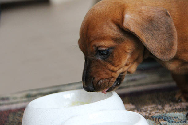 istock Two months old dachshund puppy smooth eating 488461898