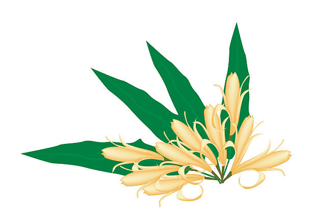 Yellow Michelia Alba or Michelia Champaca on Tree Beautiful Flower, Illustration of Yellow Michelia Alba Flower or Michelia Champaca Flower with Green Leaves and Fruits on Tree Branch. champak stock illustrations