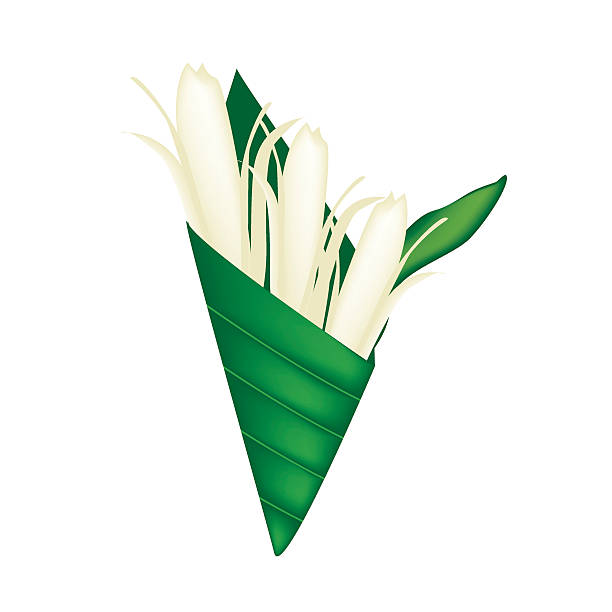 White Michelia Alba or Michelia Champaca in Banana Leaf Cone Beautiful Flower, Illustration of White Michelia Alba Flower or Michelia Champaca Flower in Banana Leaf Cone. champak stock illustrations