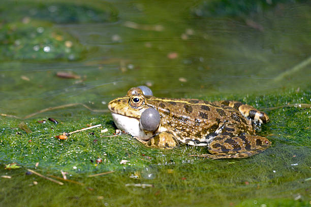 Natterjack toad in water Natterjack toad (Bufo calamita) in water on algae with its vocal sac anura stock pictures, royalty-free photos & images