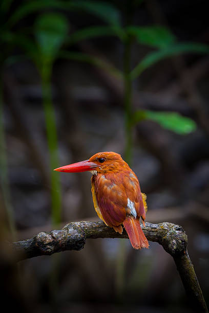 istock Portrait backside of Ruddy kingfisher 488463774