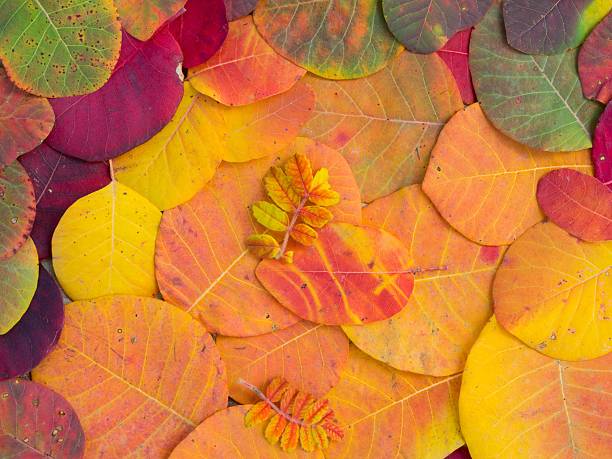 istock Colorful autumn leaves 488464738