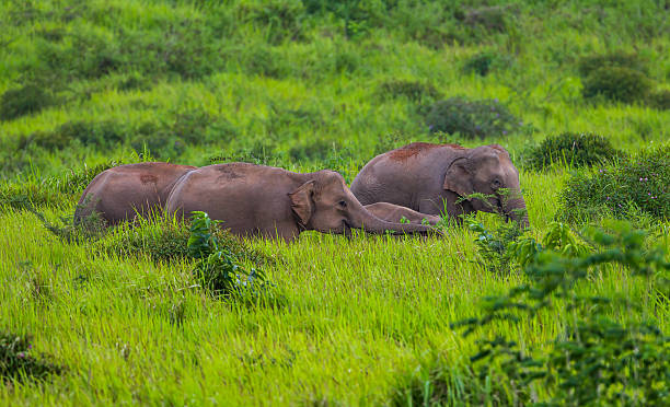 istock Wild elephants walking in blady grass filed 488464758