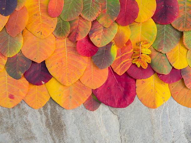 istock Colorful autumn leaves background on the stone 488464786