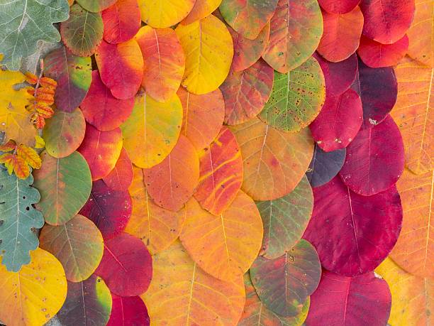 istock Colorful bright autumn leaves background 488464808