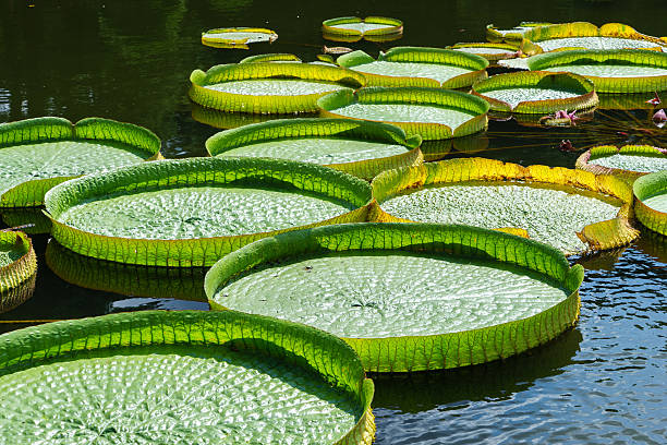 victoria amazonica - lotus water lily lily water foto e immagini stock