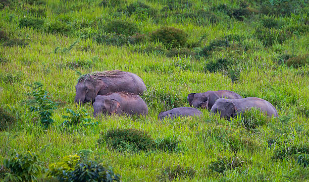 istock Big group of Wild elephants 488465290