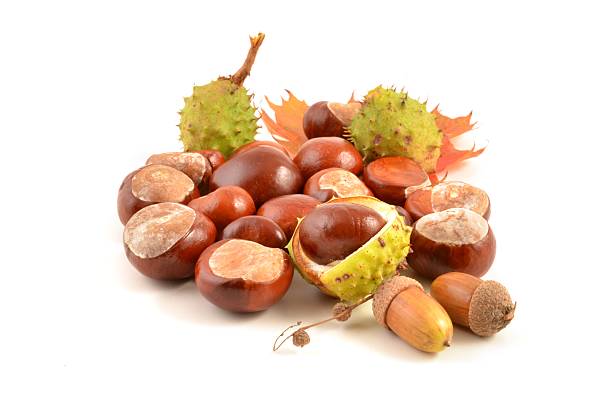 istock Autumn leaf, chestnut and acorn 488466364