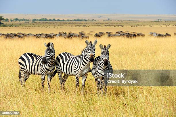 Zebra Stock Photo - Download Image Now - 2015, Adventure, Africa