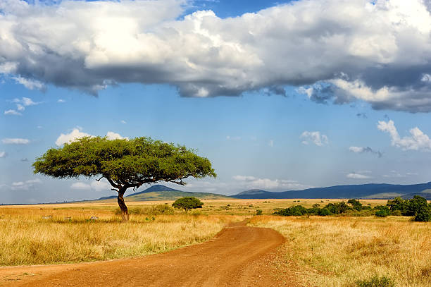Beautiful landscape with tree in Africa