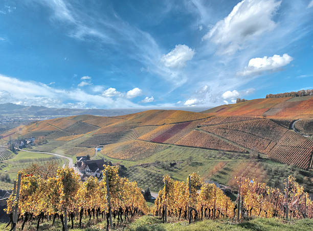 istock black forest vineyards in autumn 488466520