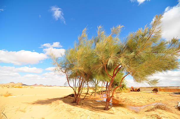 istock Green plant in Baharia oasis 488467088
