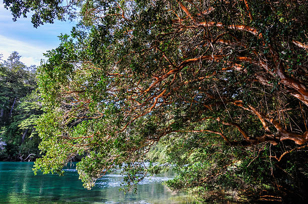 istock Alerces National Park, Argentina 488467512