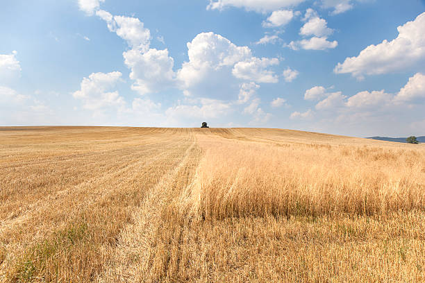 istock Harvester Combine Reaps a Wheat Field 488469000