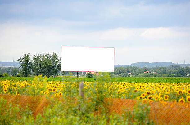 publicidade em branco banner ad imersos em um campo de girassol - outdoors beauty beauty in nature beautiful - fotografias e filmes do acervo